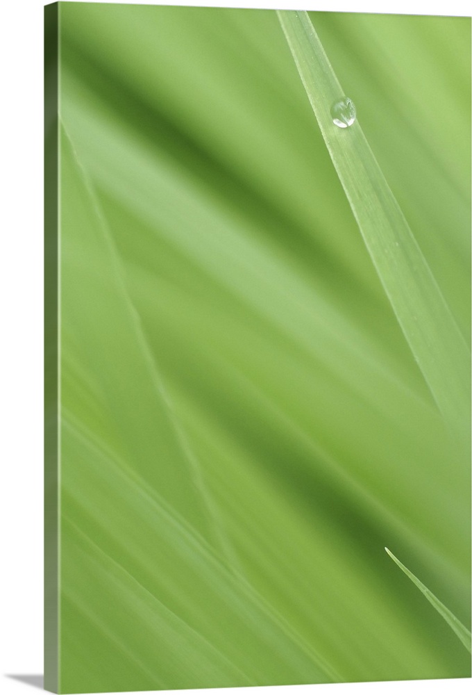 Vertical photo print of a bead of water on a blade of grass.