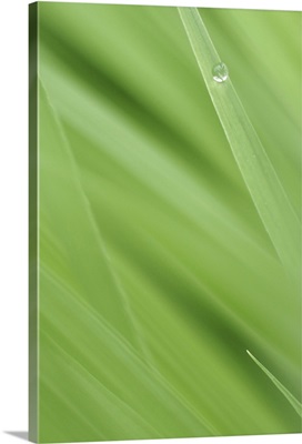 Water Drop on Blade of Grass