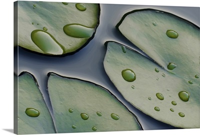 Water Drops on the Lilypads