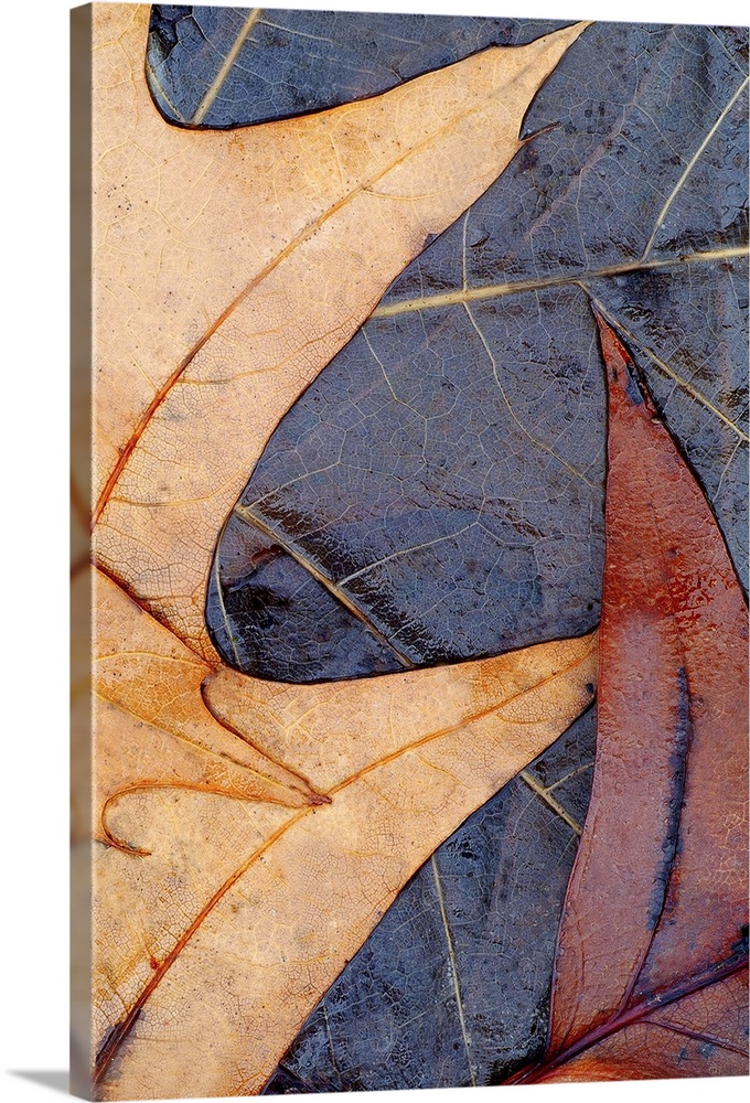 Vertical photo on canvas of leaves laying on the water layered on top of each other.