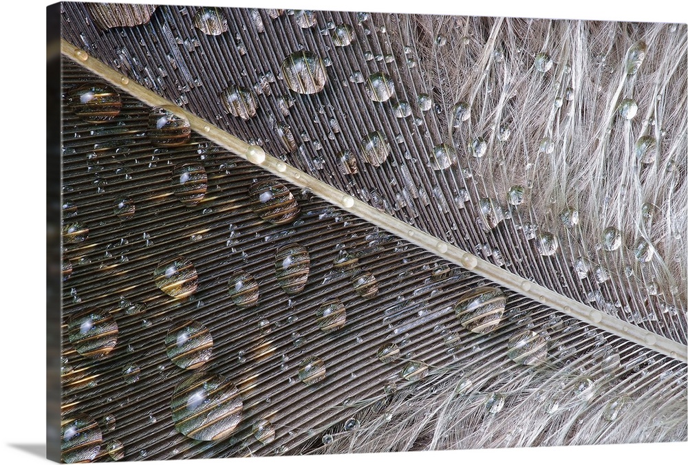 Close up photo of water droplets on a neutral colored feather.
