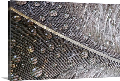 Wet Feather