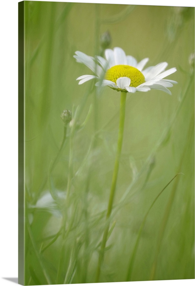 White Daisy Blowing in Green Field Grass