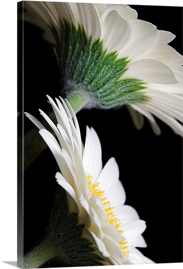 White Gerberas Against Black Photo Canvas Print | Great Big Canvas