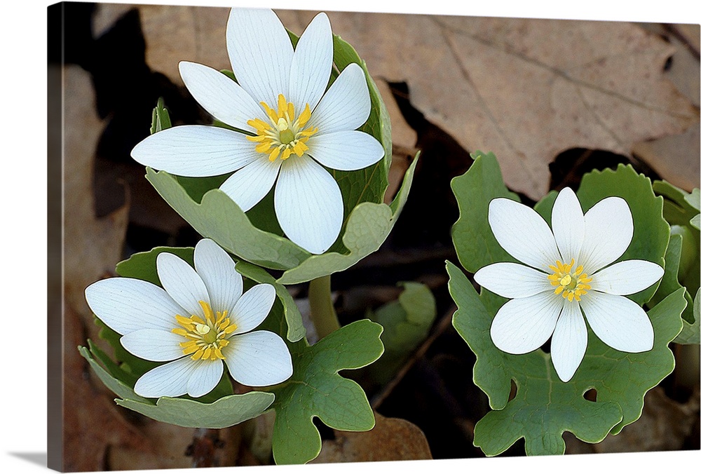 Wall art of white flowers blooming out of new tree leaf growth with dead brown leaves in the background.