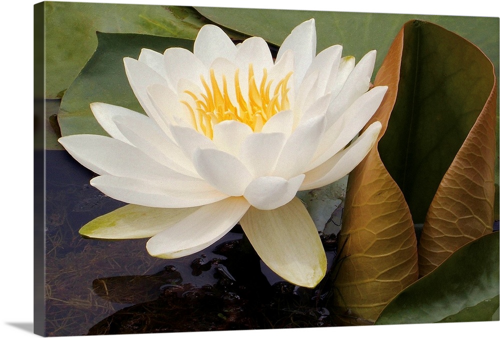 Photograph of a single flower on surrounded by lily pads with underwater seaweed visible.