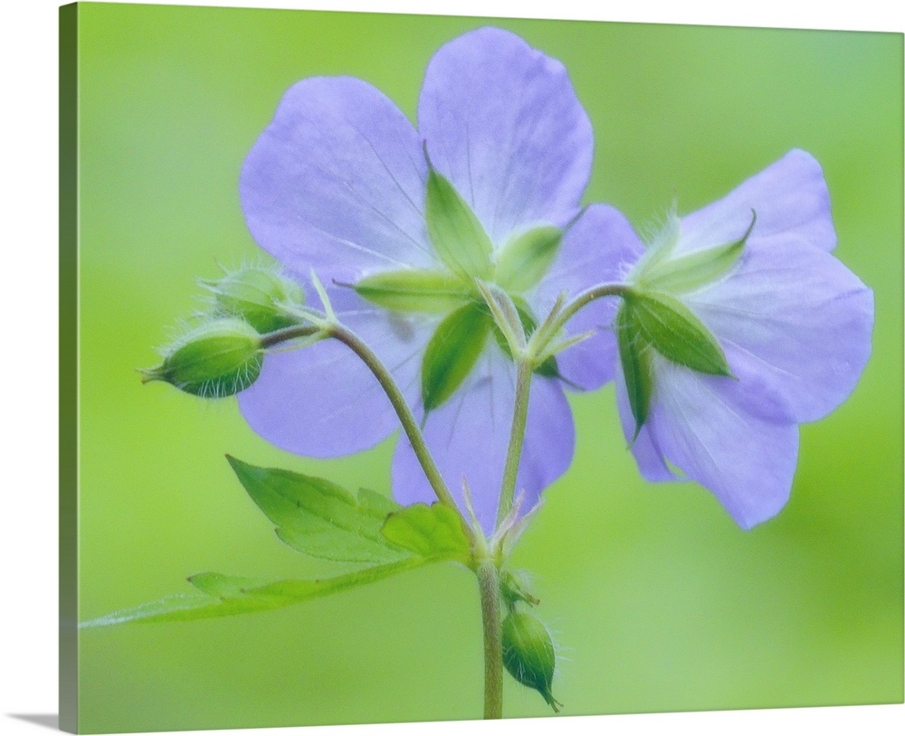 A budding geranium plant is photographed showing only the back of the flowers that have bloomed.