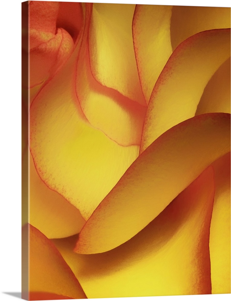 Portrait, large, close up photograph of the petals on a yellow rose.