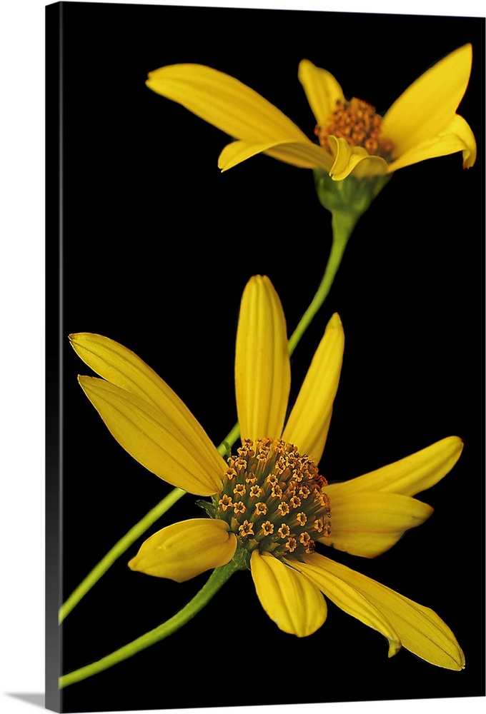 Two yellow wild flowers are photographed closely against a plain black background.