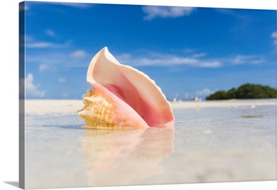 A colorful conch shell sits on a sandbar during low tide in the Florida Keys