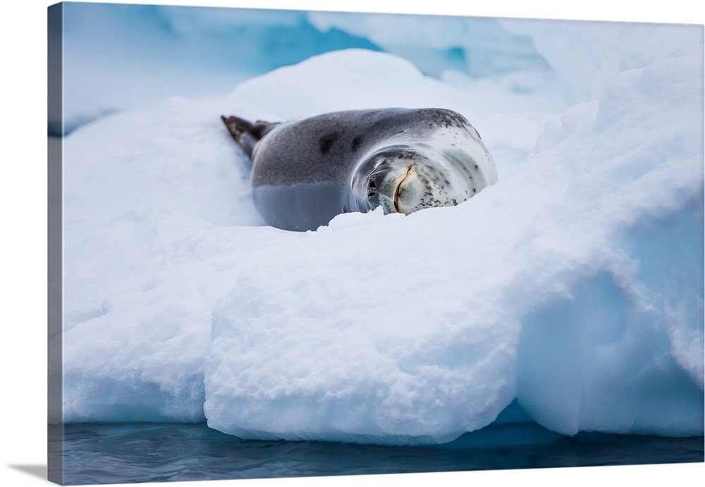 A leopard seal resting on an iceberg in Antarctica.