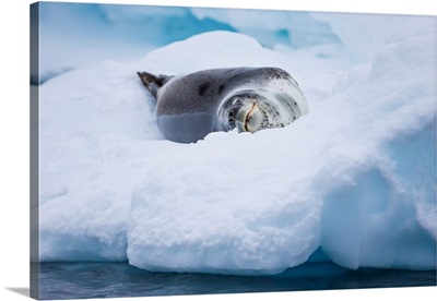 A leopard seal resting on an iceberg in Antarctica