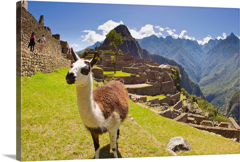 A llama at the pre-Columbian Inca ruins at Machu Picchu.