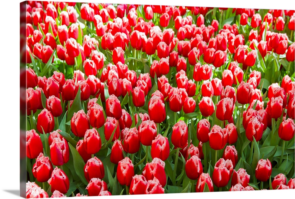 A mass of red tulips with white edges at a spring exhibit.