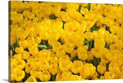 A mass of yellow tulips at a spring exhibit