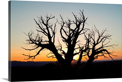A silhouetted tree at sunset