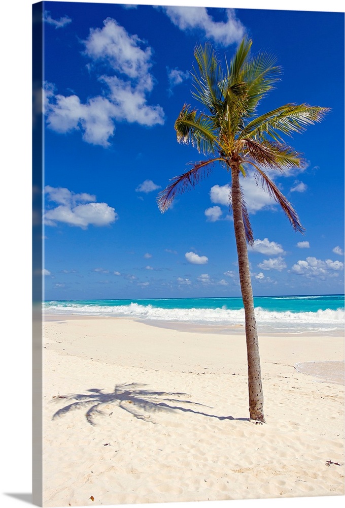 A single palm tree casts a shadow on an amazing Bermuda beach.