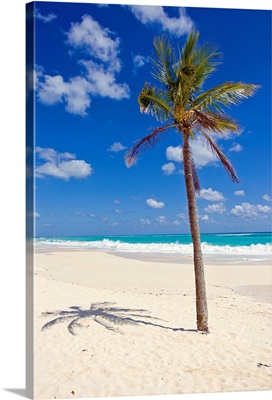 A single palm tree casts a shadow on an amazing Bermuda beach
