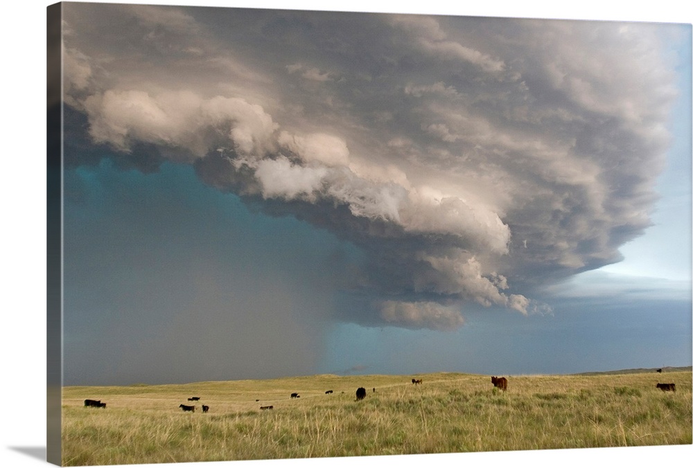 From the National Geographic Collection.  Photograph of dark storm clouds swirling over a field of live stock in Nebraska.