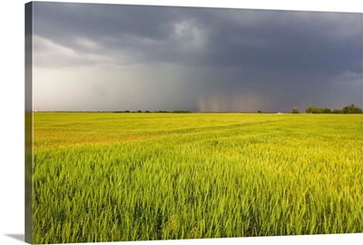 A thunderstorm with dark clouds rolls over a sunlit wheat field