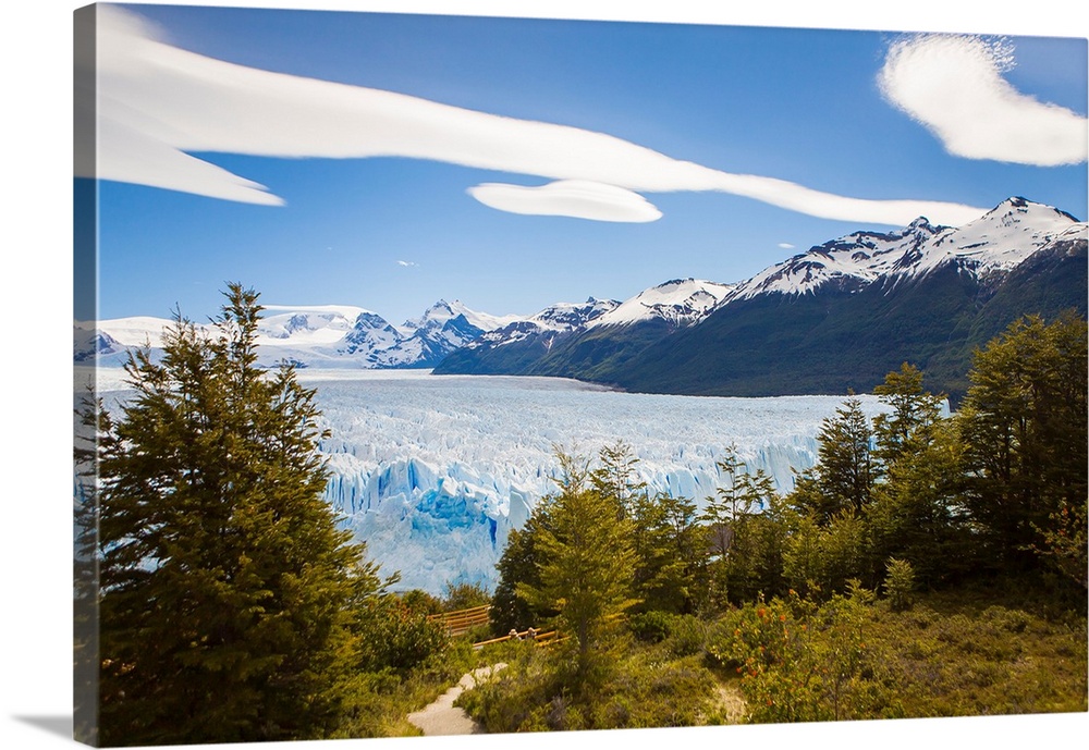 A view looking through the trees of the top of the Perito Moreno glacier in Argentina.