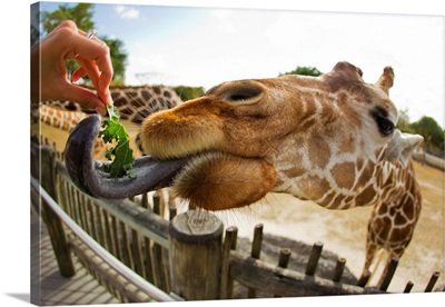 A woman feeding a giraffe, Giraffa camelopardalis, with a long tongue