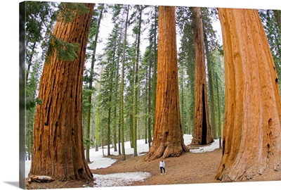 A woman in between giant sequoia trees gives scale to their size