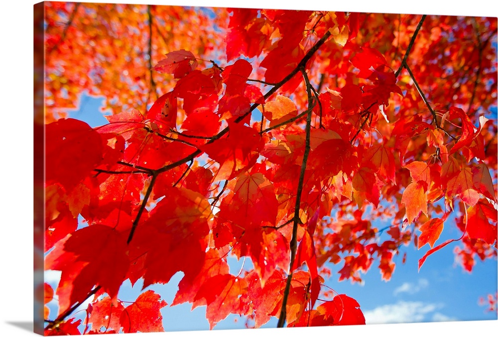 Brilliant red leaves on a sugar maple tree during autumn.