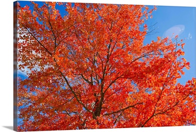 Brilliant red leaves on a sugar maple tree in autumn