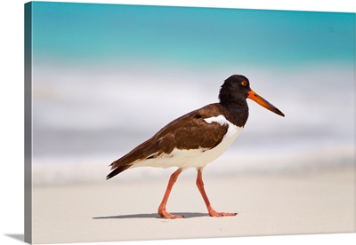 Close up portrait of an American Oystercatcher walking along a pristine beach