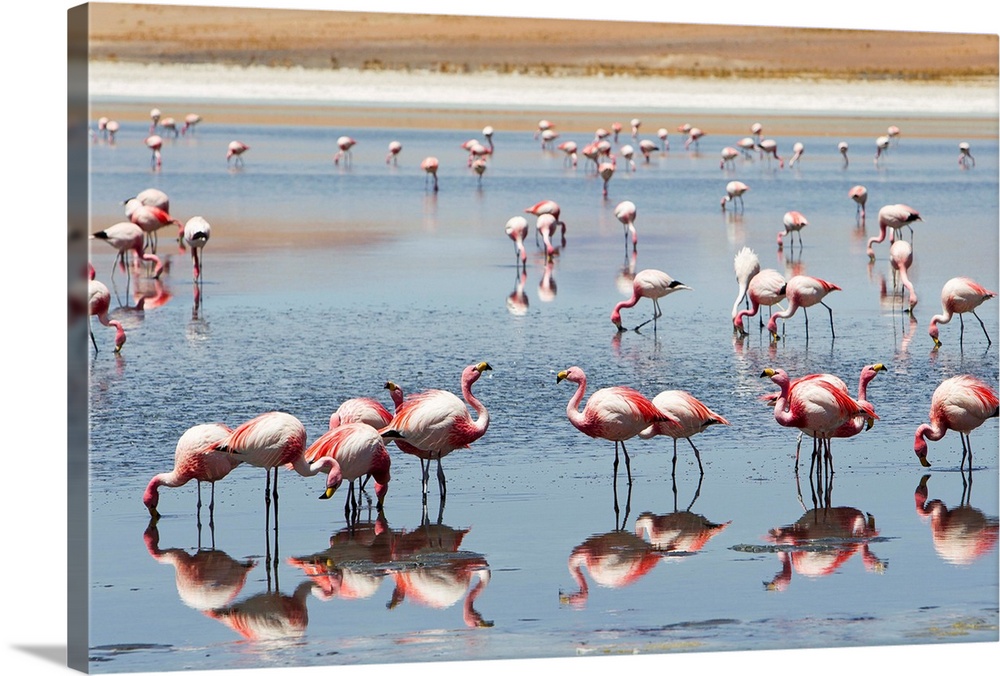 Flamingos feeding at a lagoon in Bolivia's southwest altiplano.