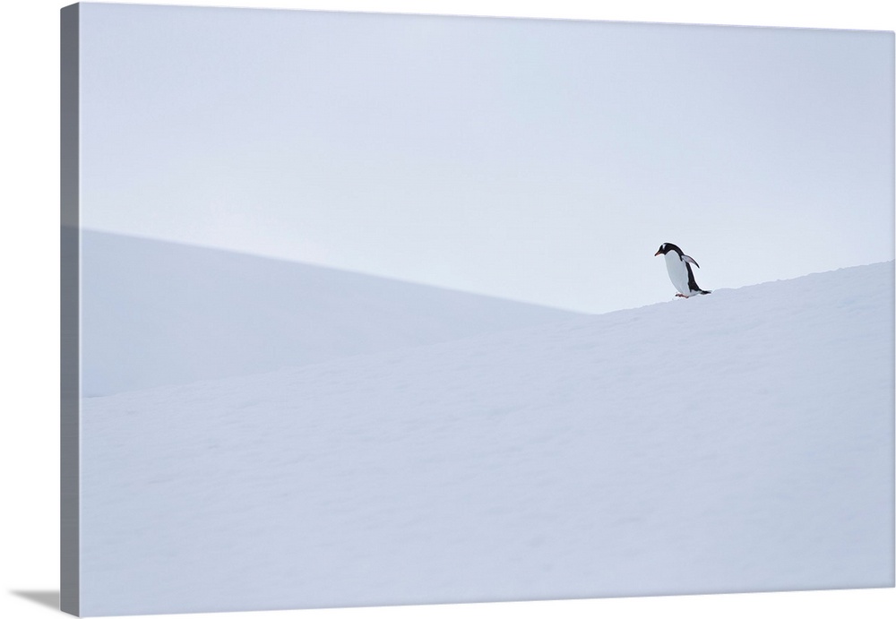 Gentoo penguin during snow and whiteout conditions in Antarctica.