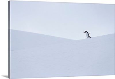 Gentoo penguin during snow and whiteout conditions in Antarctica