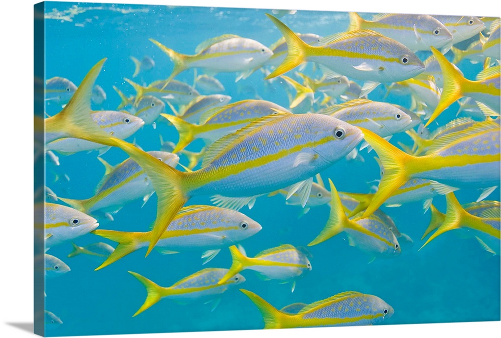 A school of fish swimming in crystal clear waters off of Key Largo.