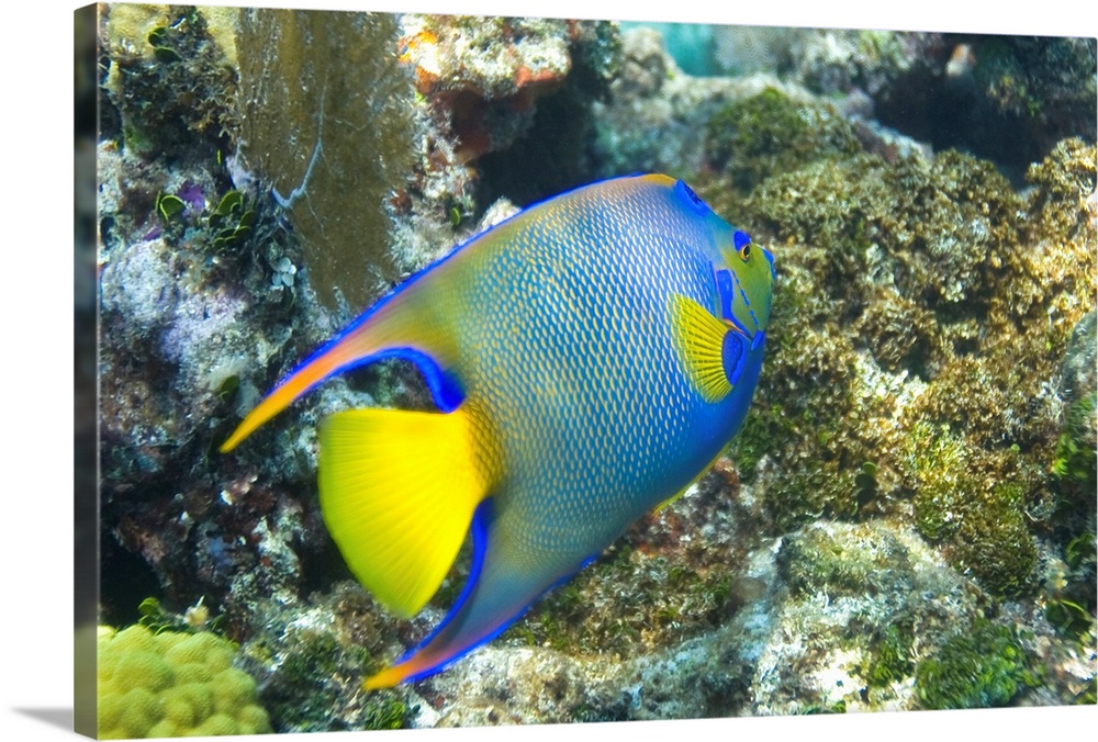 A blue angelfish swimming in the coral reef off of Key Largo.