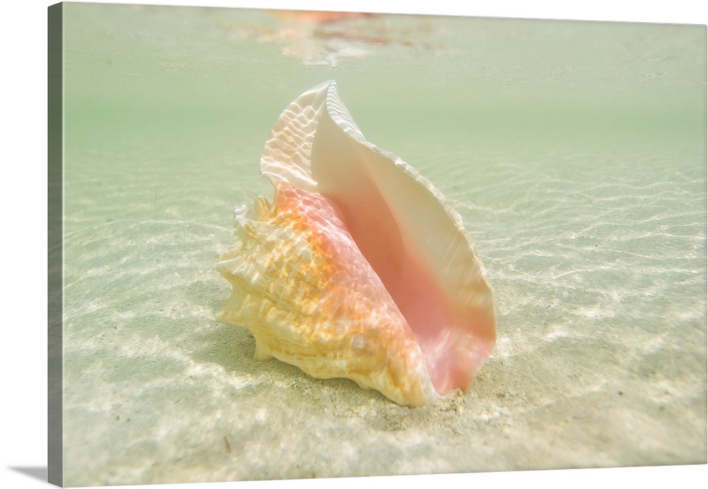 Queen conch shell on an underwater sandbar in the Florida Keys.