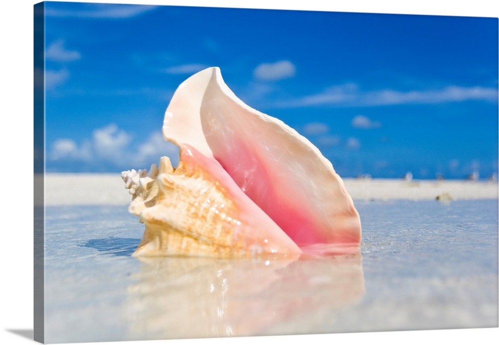 Queen conch shell in shallow water on a sandbar in the Florida Keys.