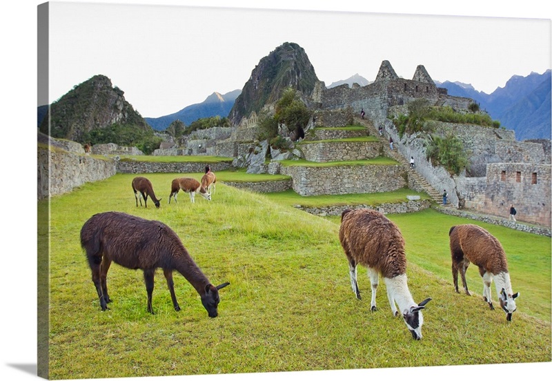 Machu Picchu Llama: The Inca Trail of the Sacred Llamas