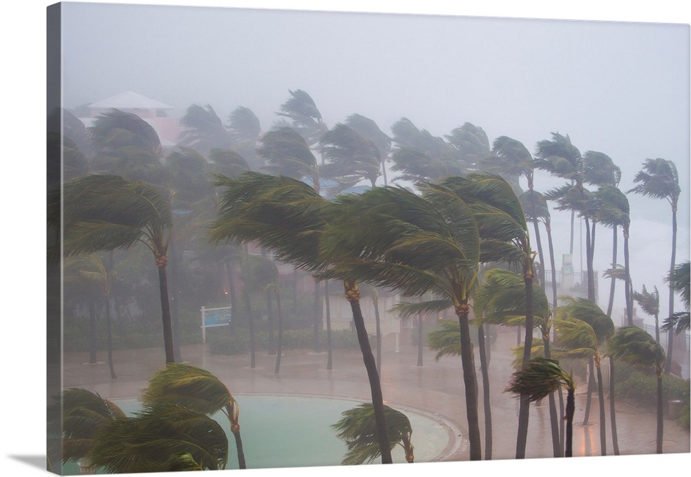Palm trees in the wind and rain as Hurricane Irene makes landfall.