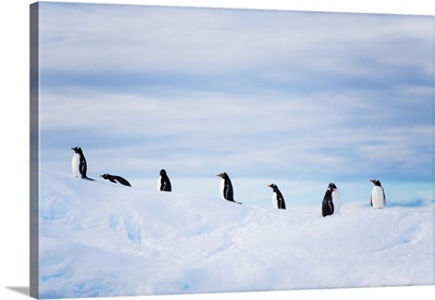 Penguins on top of an iceberg in Antarctica
