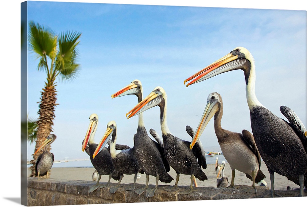 Peruvian pelicans sitting on a seawall at the beach.