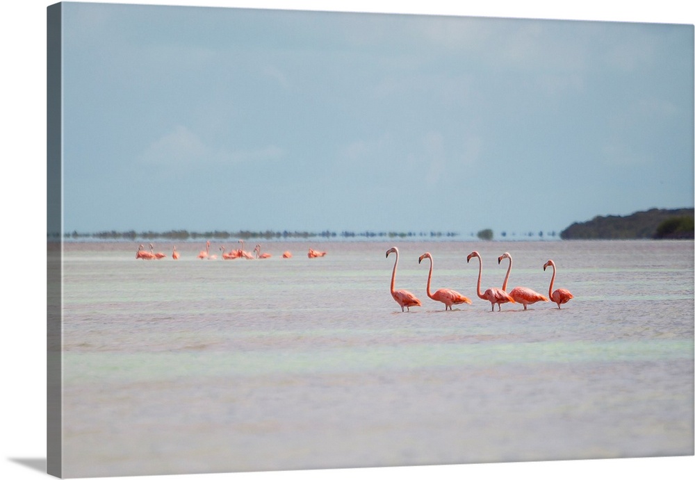 Pink American Flamingo, Phoenicopterus ruber, habitat at the Flamingo salt pond, Turks and Caicos.