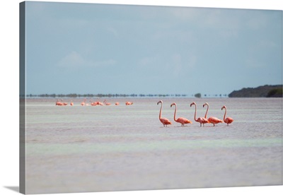 Pink American Flamingo habitat at the Flamingo salt pond, Turks and Caicos