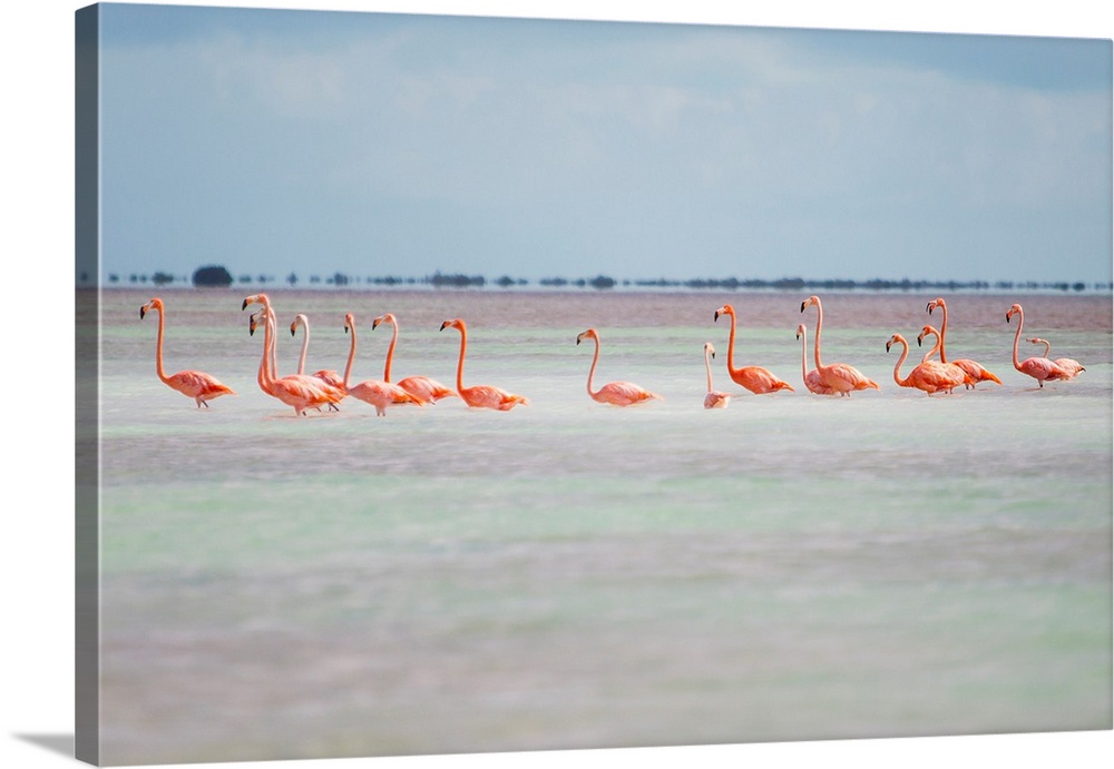 Pink American Flamingo, Phoenicopterus ruber, habitat at the Flamingo salt pond, Turks and Caicos.