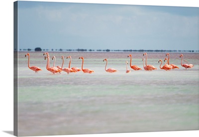 Pink American Flamingo habitat at the Flamingo salt pond, Turks and Caicos