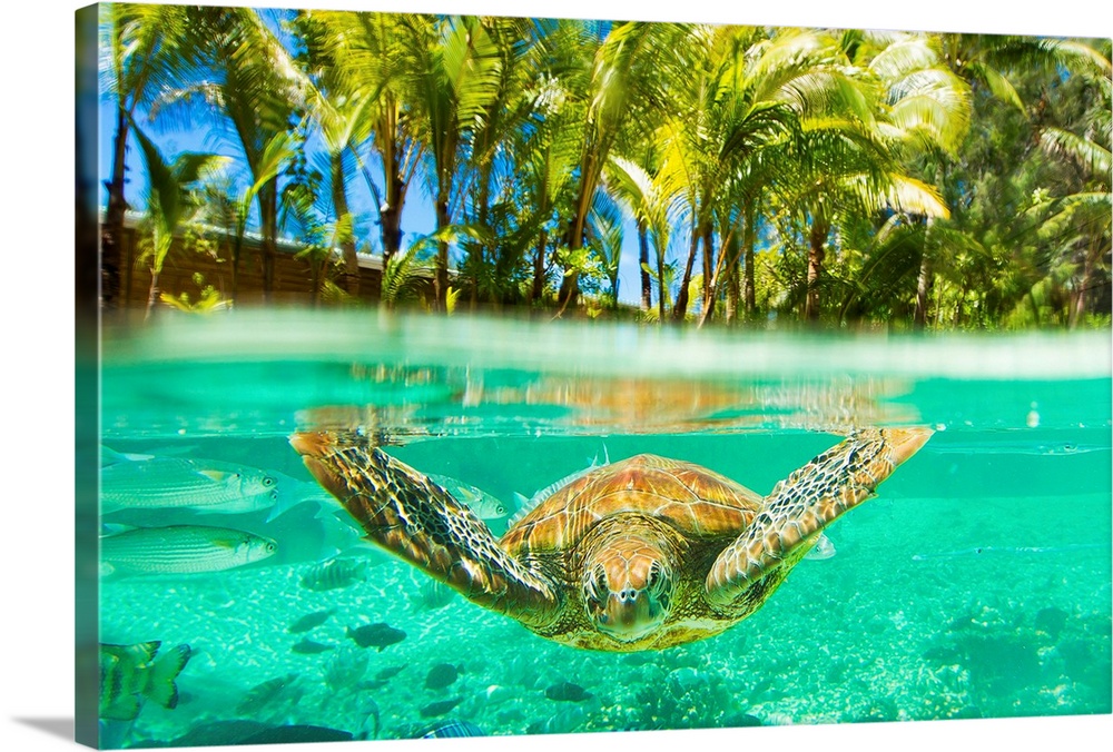 Swimming with green sea turtles at the Le M..ridien resort in Bora Bora in the French Polynesian islands.