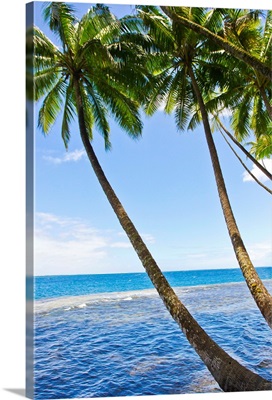 Tall, thin palm trees leaning seaward from a tropical beach