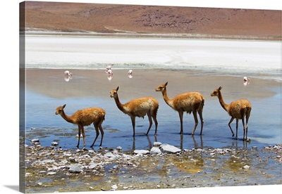 Vicunas standing in a row at a lagoon