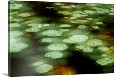 Abstract of lily pads on pond during rain, Tawau Hills Park, Sabah, Borneo, Malaysia