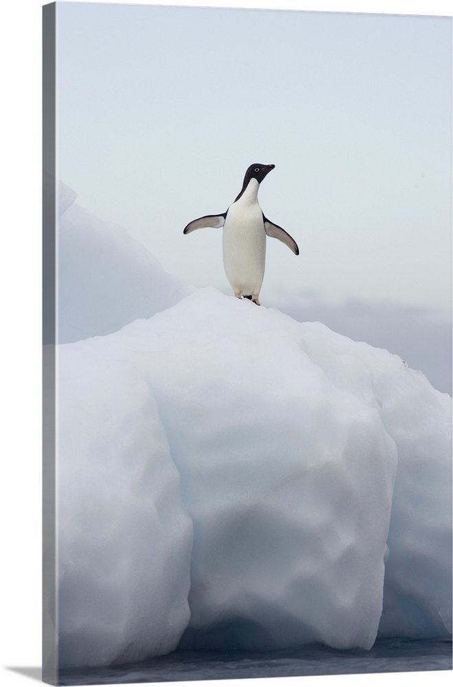 Adelie Penguin (Pygoscelis adeliae) standing on iceberg, Paulet Island, Antarctica